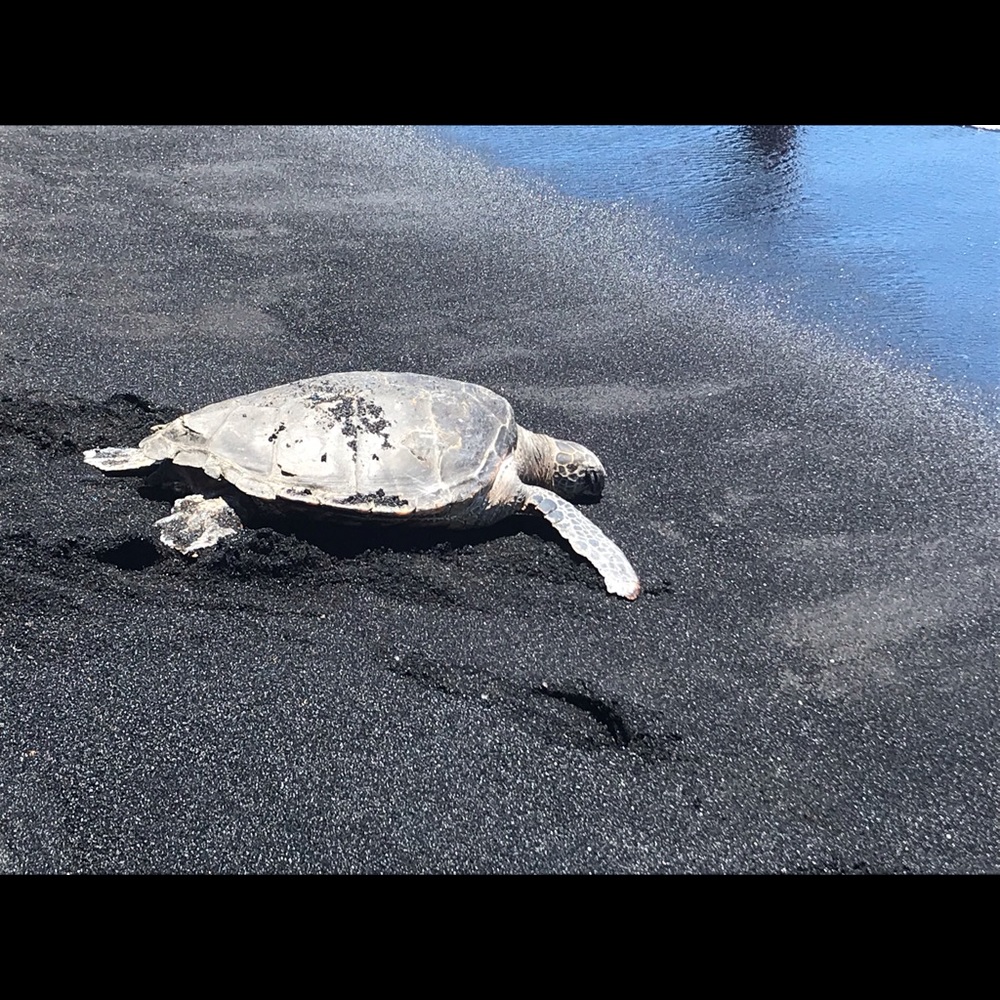 Meet your Posher, Batsheva